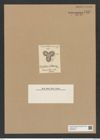 Triceratium wittianum Truan. (de-Toni-Nr.: Genus 140, Species 3981) Zeichnungen Sammlung Grunow Nr. 7457 (NHMW-BOT-W0376550)